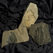 Cover image of Trilobite Fossil